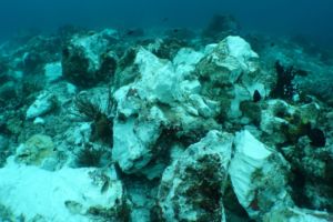 picture of reef top in Raja Ampat showing the harm done by British tourist ship Caledonian Sky