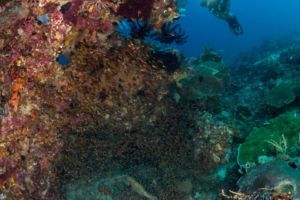 a diver watching glassfish buzzing around a coral head close to Papua Explorers Dive Resort