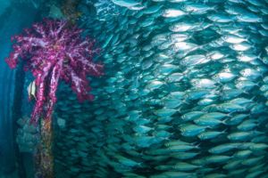 a huge school of fish and purple soft coral under Arborek jetty in Raja Ampat