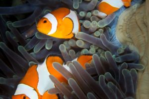 clownfish and glass-shrimp in a blue-purple anemone