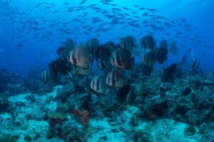 a group of batfish swimming on top of a coral reef with a variety of other fish in the backgrund encountered while diving with Papua Explorers