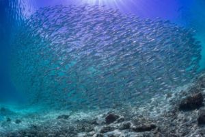 (English) A large school of fish encountered while diving in Raja Ampat near Papua Explorers Dive Resort