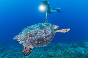 diver watching a hawksbill turtle while diving with Papua Explorers