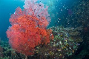 (English) beautiful red soft coral spotted while diving close to Papua Explorers Dive Resort