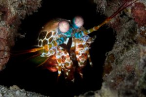 mantis shrimp looking out of its hole encountered while diving near Papua Explorers Dive Resort