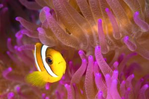 (English) a clownfish in a pink and orange anemone encountered while diving in Raja Ampat