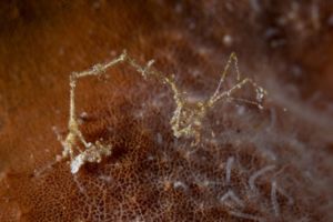 tiny critter on a coral encountered diving near Papua Explorers Dive Resort