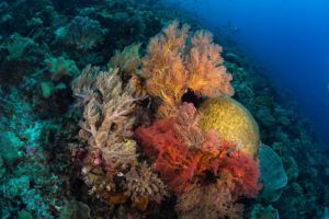 colorful hard and soft corals encountered while diving with Papua Explorers