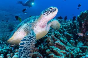 green turtle sitting on the reef with diver in the background encountered while diving with Papua Explorers