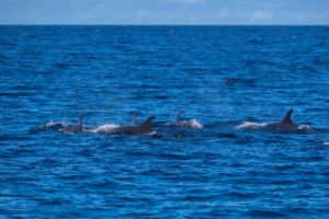 five dolphins with their back and dorsal fin exposed encountered on the boat ride in between dives in Raja Ampat