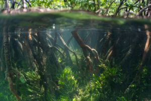 mangrove roots while snorkeling in Raja Ampat