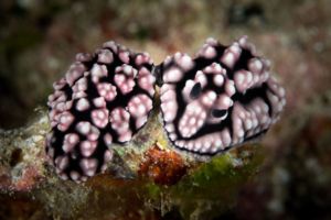 Nudibranchs on a coral reef in Raja Ampat