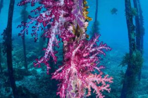(English) abundant growth of a voilet soft coral under a jetty while diving with Papua Explorers