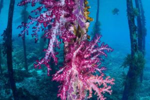 abundant growth of a voilet soft coral under a jetty while diving with Papua Explorers