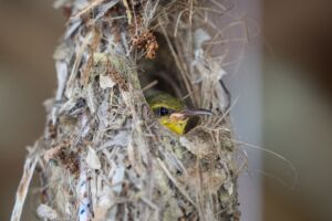 small green and yellow tropical bird looking out from a hole in its nest encountered close to Papua Explorers Dive Resort
