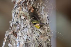 (English) small green and yellow tropical bird looking out from a hole in its nest encountered close to Papua Explorers Dive Resort
