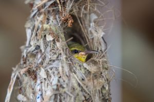 small green and yellow tropical bird looking out from a hole in its nest encountered close to Papua Explorers Dive Resort