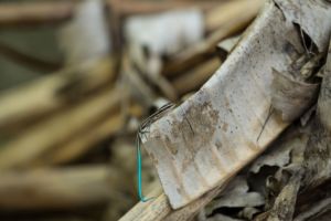 small lizard with a turquoise tail sitting on a dried palm leaf in Raja Ampat