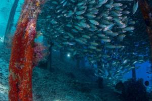 (English) huge school of fish under Arborek jetty while diving with Papua Explorers