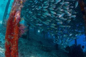 huge school of fish under Arborek jetty while diving with Papua Explorers