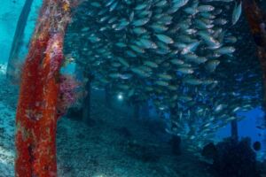 huge school of fish under Arborek jetty while diving with Papua Explorers