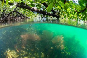 colorful soft corals in shallow water with mangroves soaring above during snorkeling in Raja Ampat