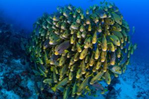 (English) school of sweetlips densely crowded together with diver in the background close to Papua Explorers Dive Resort
