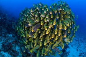 school of sweetlips densely crowded together with diver in the background close to Papua Explorers Dive Resort