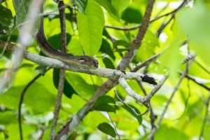 brown snake on a tree branch in the jungle of Raja Ampat