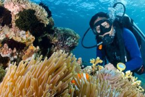scuba diver observing soft corals underwater