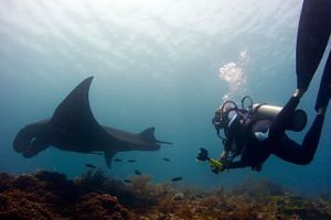 raja-ampat-diving-manta-conservation