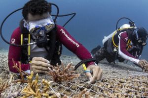 Reef Gardener Project